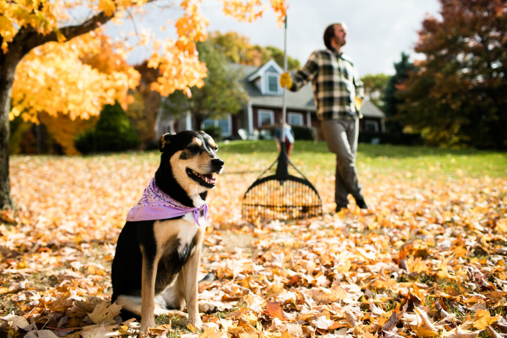 Dog wearing a purple bandana sits in autumn leaves while a person rakes in the background near a home with colorful fall trees.
