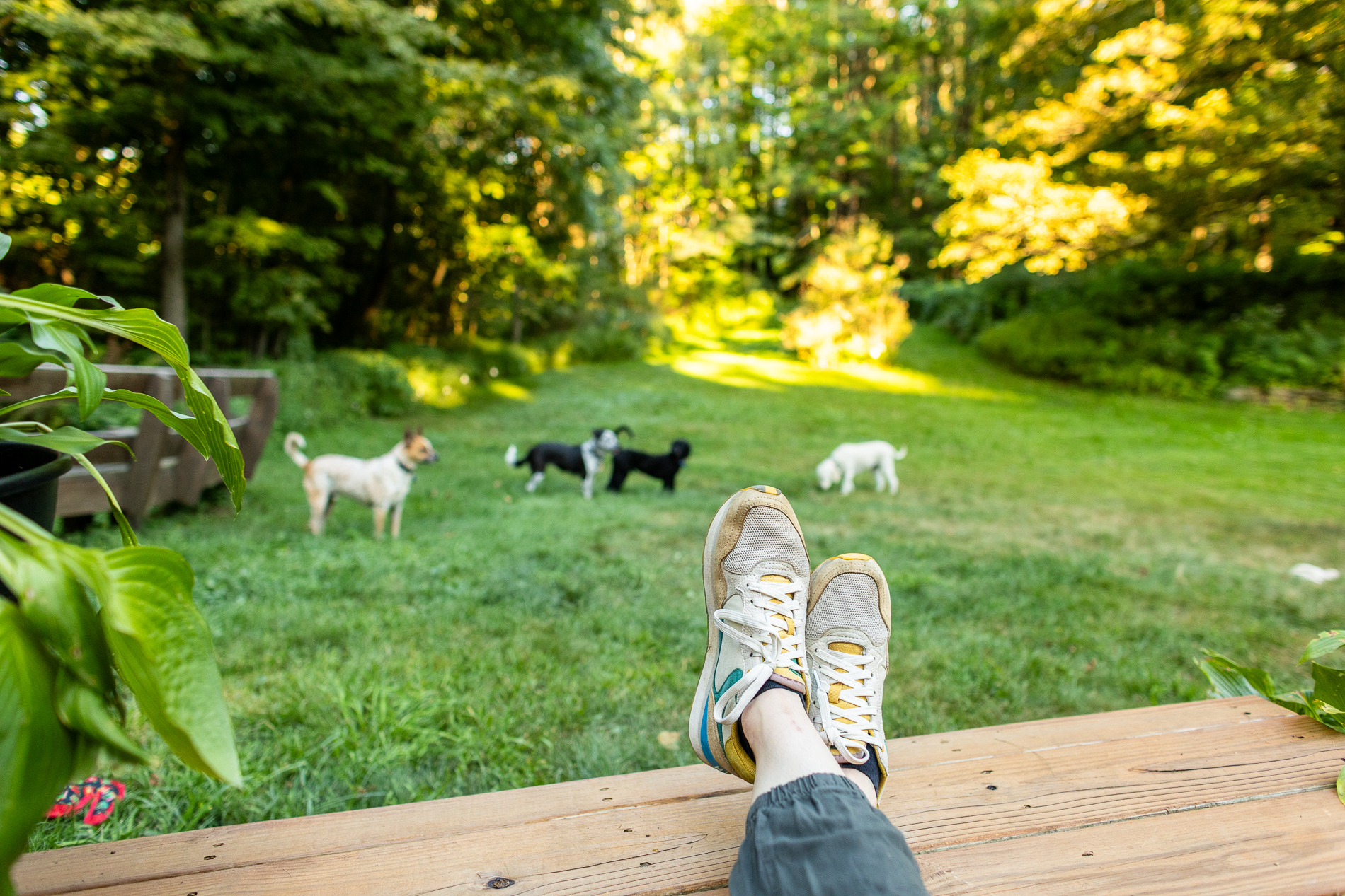 A person relaxes on a wooden deck with feet up, overlooking a grassy yard where four dogs play in the yard.