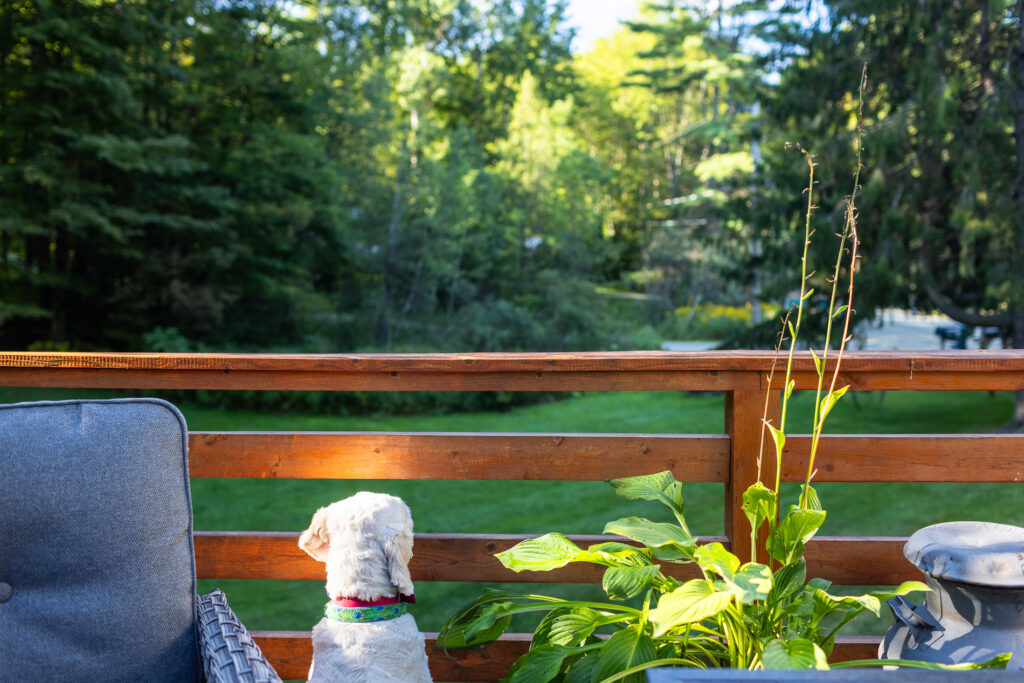 A white dog with a colorful collar sits on a wooden deck, gazing out over a sunlit green backyard bordered by trees. A wicker chair and potted plant frame the peaceful, quiet scene.