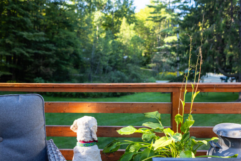 A white dog with a colorful collar sits on a wooden deck, gazing out over a sunlit green backyard bordered by trees. A wicker chair and potted plant frame the peaceful, quiet scene.