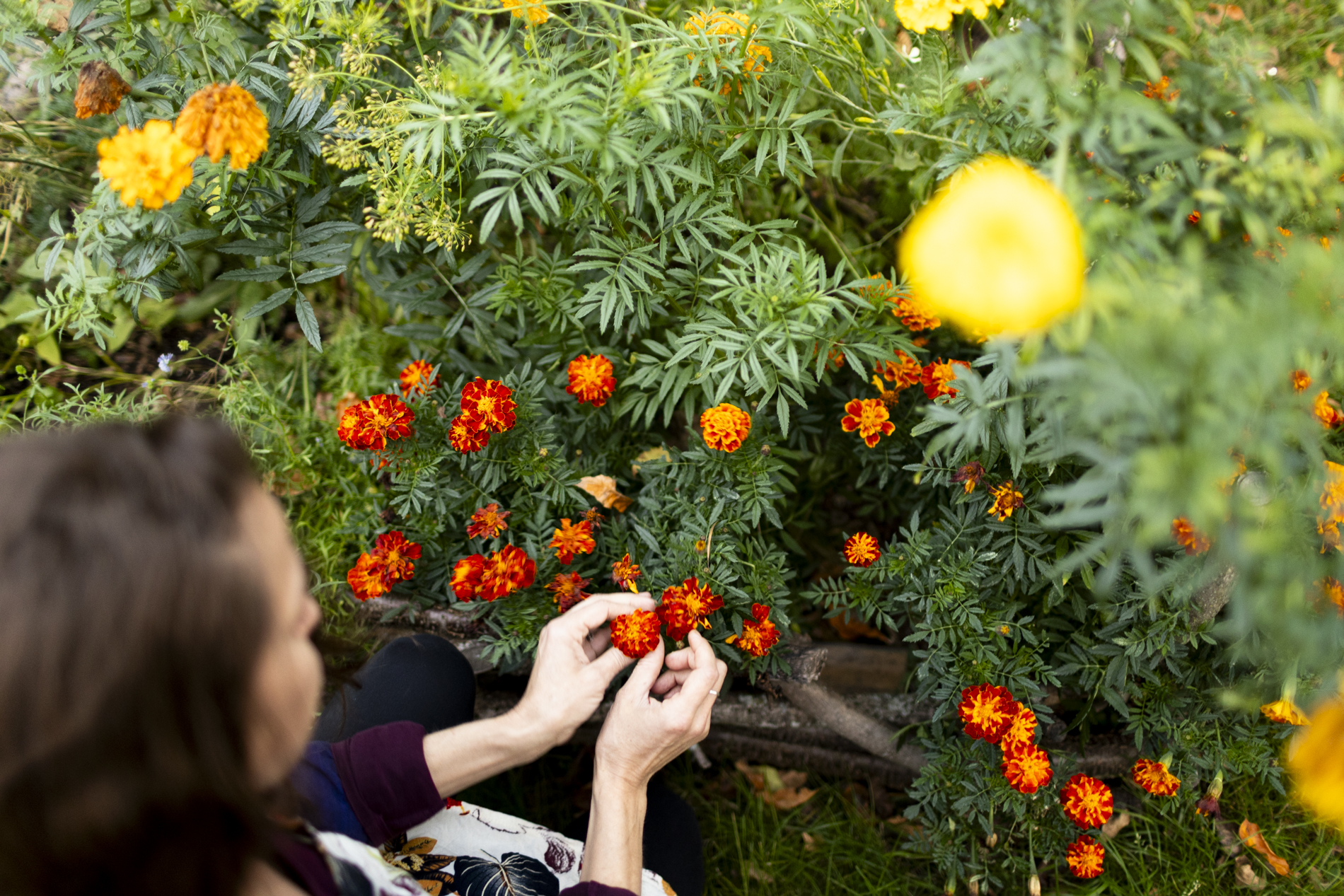 Summertime Flower garden